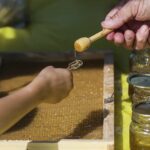 Los eurodiputados piden un etiquetado más claro de la miel para frenar el aumento de las importaciones falsas
