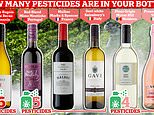 Los pesticidas en su Pinot Grigio: un estudio revela que más de la MITAD de los vinos vendidos en las tiendas británicas contienen productos químicos tóxicos. Entonces, ¿se ve afectada su botella favorita?