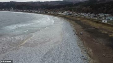Las sardinas y algo de caballa llegaron a la costa de Hakodate, en la isla principal más septentrional de Japón, Hokkaido, el jueves por la mañana.