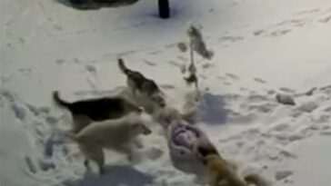 Un impactante vídeo (en la foto) muestra el aterrador momento en que una jauría de perros callejeros ataca y hiere gravemente a una niña de nueve años en una ciudad rusa.