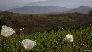 Myanmar es ahora la mayor fuente de opio del mundo, dice la ONU