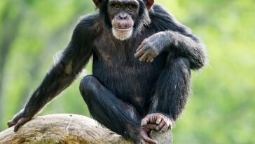 Los investigadores descubrieron que los ojos de los simios permanecían mucho más tiempo en las imágenes de aquellos con quienes habían vivido anteriormente, lo que sugiere cierto grado de reconocimiento.