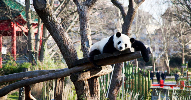 Pandas Pit y Paule en exhibición durante un último fin de semana en el Zoológico de Berlín