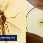 'Pero es macho': los científicos informan sobre el primer fósil de mosquito chupa sangre conocido