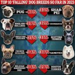 Revelado: Las 10 razas de perros cuya popularidad ha disminuido más en Gran Bretaña este año. Entonces, ¿está TU perro en la lista?