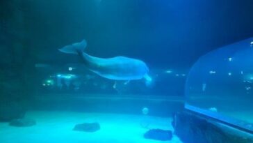 Aquariums to be banned from buying cetaceans for display