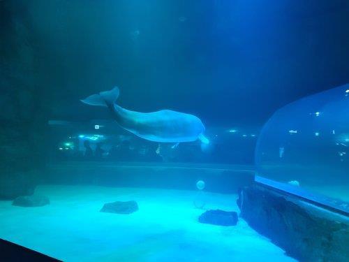 Aquariums to be banned from buying cetaceans for display