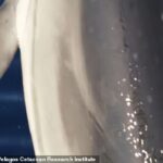 Han surgido impresionantes imágenes de un delfín luciendo un par de