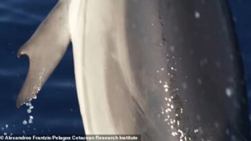 Han surgido impresionantes imágenes de un delfín luciendo un par de