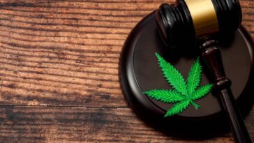 Tres formas de superar una condena por cannabis antes de venir a Canadá