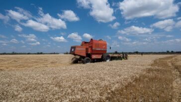 Wheat harvesting in Ticehurst, Zimbabwe, in November 2022. (Photo by KB Mpofu/Getty Images)