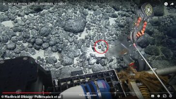 Los científicos estaban utilizando un vehículo operado de forma remota para explorar el fondo del mar, cuando vieron el diente de megalodon en su video.