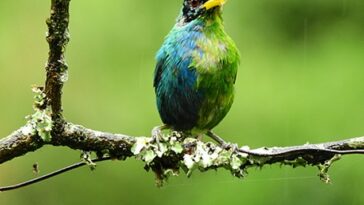 Las hembras de los mieleros verdes suelen ser verdes y los machos generalmente son de color azul agua.  La doble coloración de esta ave llevó a los científicos a concluir que era tanto macho como hembra.