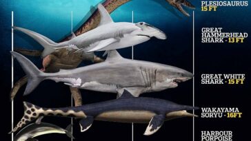 El Wakayama Soryu tenía aproximadamente el mismo tamaño que un gran tiburón blanco moderno y habría sido uno de los depredadores acuáticos más grandes de su época.