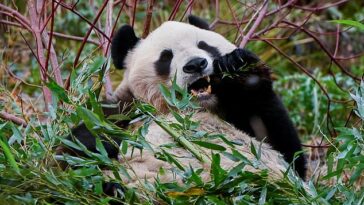Yang Guang, uno de los pandas gigantes del Zoológico de Edimburgo, come tallos de bambú en su recinto, en Edimburgo
