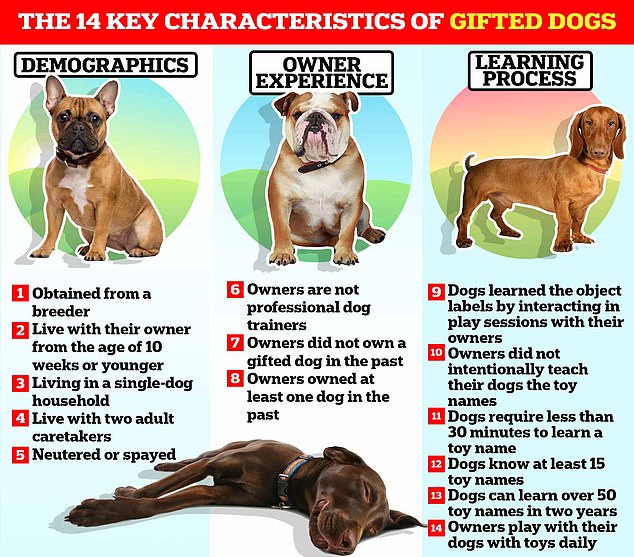 Un nuevo estudio realizado por expertos de la Universidad ELTE de Budapest ha revelado tres signos clave de que su perro es