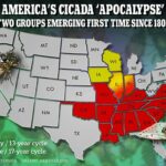 La infestación está prevista para 16 estados, y algunos estados como Illinois e Indiana verán ambos grupos aproximadamente al mismo tiempo.