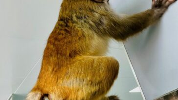 El mono rhesus sano (en la foto) ha sobrevivido durante más de dos años, a diferencia de un intento anterior de clonar la especie.