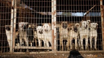 Comentario: Corea del Sur está prohibiendo la venta de carne de perro, pero eso no significa que el consumo se detendrá