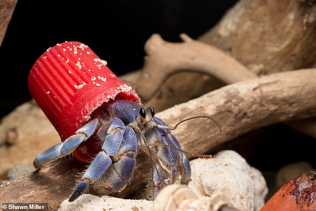 Imágenes sorprendentes muestran que, en lugar de caparazones, los cangrejos ermitaños recurren a tapas de botellas de metal y fragmentos de bulbos para llamar hogar