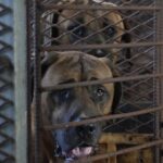 El parlamento de Corea del Sur aprueba un proyecto de ley que prohíbe el comercio de carne de perro