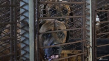 El parlamento de Corea del Sur aprueba un proyecto de ley que prohíbe el comercio de carne de perro