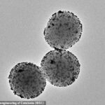 Los nanorobots transmiten las nanopartículas que atacan al tumor y reducen su tamaño en un 90 por ciento