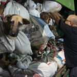 La policía indonesia detiene un camión con más de 200 perros destinados al matadero