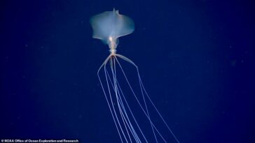 En la oscuridad total y las presiones extremas de las profundidades del mar, sólo criaturas extrañas como este calamar Bigfin del Golfo de México están lo suficientemente bien adaptadas para sobrevivir.