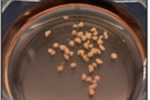 En lugar de utilizar células individuales, los científicos utilizaron pequeños trozos de tejido cerebral fetal para desarrollar minicerebros, que aproximadamente equivalen al tamaño de un grano de arroz.