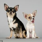 Investigadores de la Universidad de Washington descubrieron que ambos grupos padecen la misma cantidad de enfermedades, pero las que afectan a los caninos más pequeños no son tan graves.
