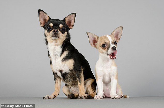 Investigadores de la Universidad de Washington descubrieron que ambos grupos padecen la misma cantidad de enfermedades, pero las que afectan a los caninos más pequeños no son tan graves.