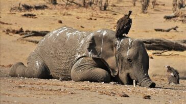Se ve un buitre parado sobre la cabeza de un joven elefante que murió de sed o hambre.