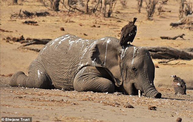Se ve un buitre parado sobre la cabeza de un joven elefante que murió de sed o hambre.