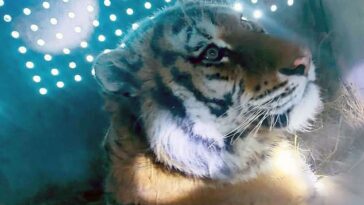 Se cree que los tigres gigantes de Amur (en la foto), considerados los felinos más grandes del mundo, están detrás de una serie de ataques durante el último año, en los que dos personas murieron a manos de las bestias y varias más resultaron heridas.