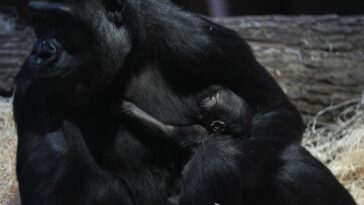 Nacen dos nuevos gorilas de llanura occidentales en peligro crítico de extinción