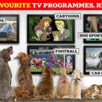 Si tu perro estuviera a cargo del control remoto del televisor, ¿qué crees que elegiría mirar?  Según un nuevo estudio, sería Scooby Doo, Crufts o The Dog House