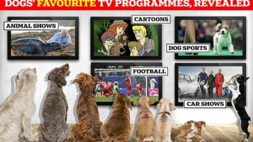 Si tu perro estuviera a cargo del control remoto del televisor, ¿qué crees que elegiría mirar?  Según un nuevo estudio, sería Scooby Doo, Crufts o The Dog House