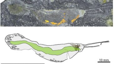 Los científicos han descubierto un nuevo animal fosilizado (arriba) a lo largo del extremo norte de la costa de Groenlandia: un gusano carnívoro gigante, Timorebestia koprii, que alguna vez estuvo en la cima de la cadena alimentaria del antiguo océano.  Su nombre, Timorebestia, significa