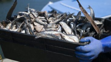 Un fallo de la Corte Suprema sobre la pesca de arenque podría limitar drásticamente el poder regulatorio federal