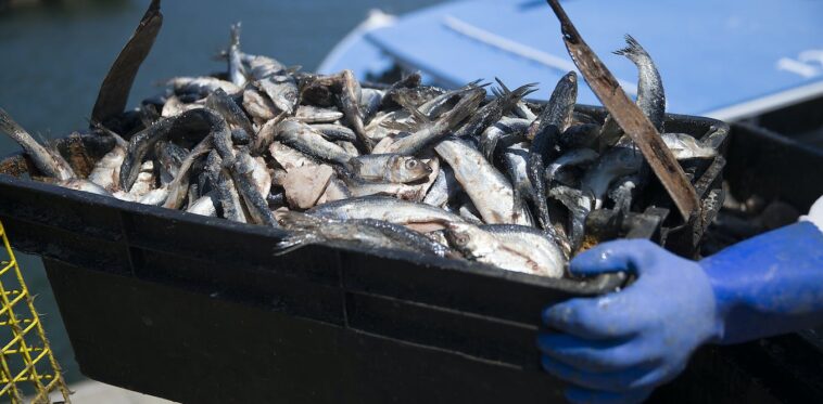 Un fallo de la Corte Suprema sobre la pesca de arenque podría limitar drásticamente el poder regulatorio federal