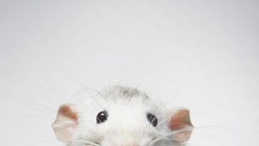 Un artista francés pasó dos meses entrenando a ratas para que presionaran un pequeño botón del obturador de una cámara que miraba directamente hacia ellas en una máquina similar a un fotomatón.