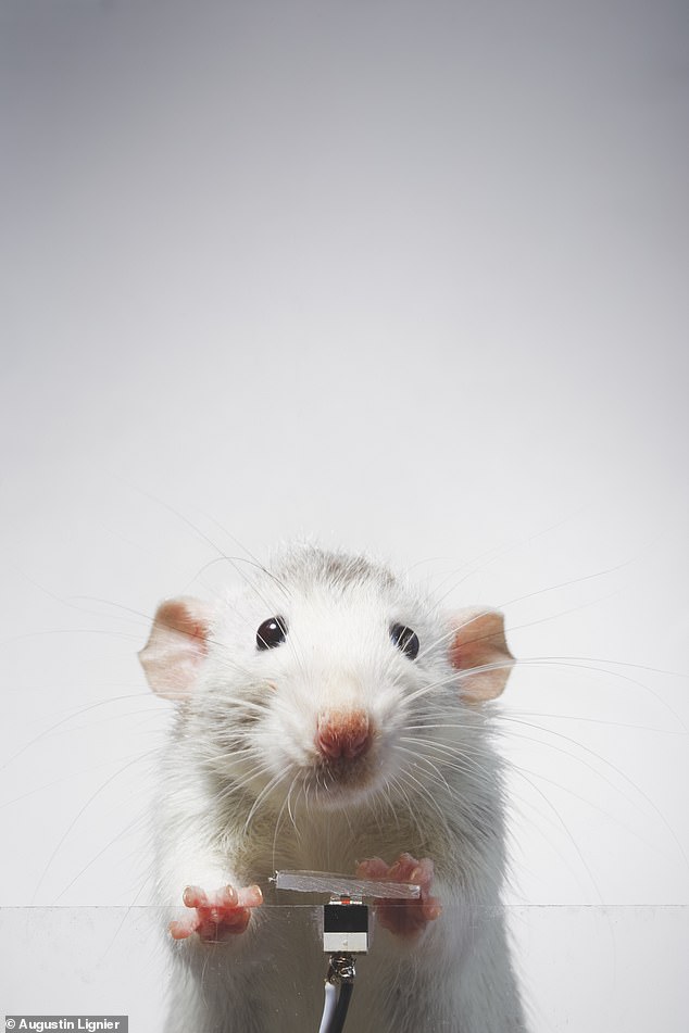 Un artista francés pasó dos meses entrenando a ratas para que presionaran un pequeño botón del obturador de una cámara que miraba directamente hacia ellas en una máquina similar a un fotomatón.