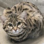 La nueva residente de un zoológico del área de Salt Lake City ha sido fotografiada instalándose en su nuevo hogar y, aunque es la gata salvaje africana más letal del mundo, Gaia (en la foto) es adorable.