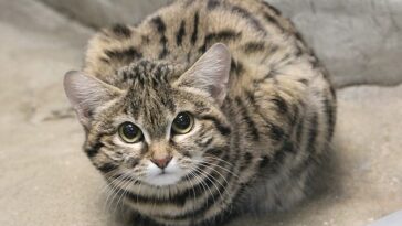 La nueva residente de un zoológico del área de Salt Lake City ha sido fotografiada instalándose en su nuevo hogar y, aunque es la gata salvaje africana más letal del mundo, Gaia (en la foto) es adorable.