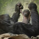 El Zoológico de Londres tiene un nuevo residente, en la forma de una adorable cría de gorila occidental de llanura.  El pequeño bebé nació de la madre Mjukuu a las 09:34 am de ayer, luego de un parto rápido que duró solo 17 minutos.
