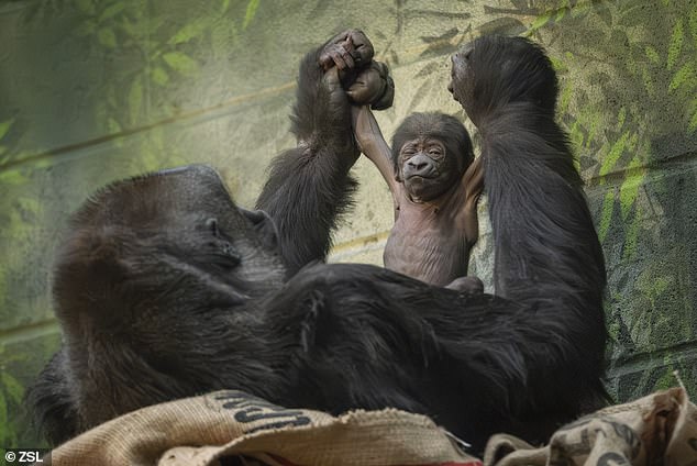 El Zoológico de Londres tiene un nuevo residente, en la forma de una adorable cría de gorila occidental de llanura.  El pequeño bebé nació de la madre Mjukuu a las 09:34 am de ayer, luego de un parto rápido que duró solo 17 minutos.