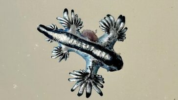 Los biólogos marinos avistaron estos peligrosos 'dragones azules', una babosa marina que roza la superficie (arriba), este domingo a lo largo de North Padre Island, justo al sur de Corpus Christi, Texas.