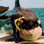 Acuario de Miami recibe aviso de desalojo tras la muerte de su querida orca