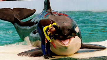 Acuario de Miami recibe aviso de desalojo tras la muerte de su querida orca